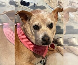 Chiweenie Dogs for adoption in Sayreville, NJ, NJ, USA
