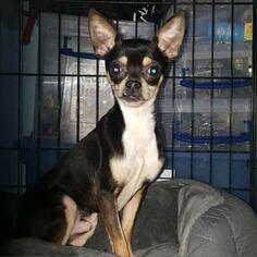 Chihuahua Dogs for adoption in Hamilton, GA, USA