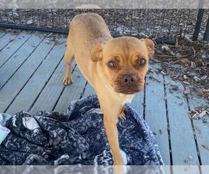Puggle Dogs for adoption in Orange, CA, USA
