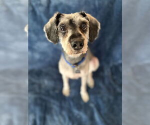 Mutt Dogs for adoption in Mundelein, IL, USA