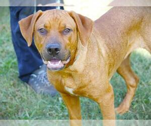 Black Mouth Cur-Unknown Mix Dogs for adoption in Tallahassee, FL, USA