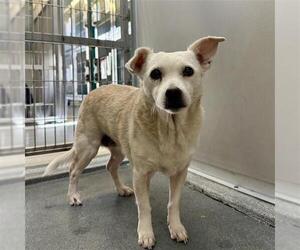 Chihuahua-Unknown Mix Dogs for adoption in San Antonio, TX, USA