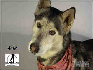 Alaskan Malamute Dogs for adoption in Santa Maria, CA, USA