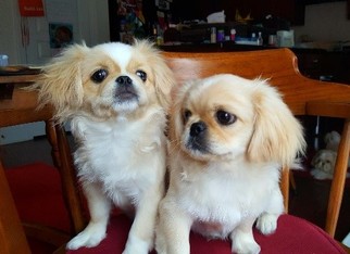 Pekingese Dogs for adoption in Atlanta, GA, USA