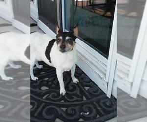 Rat Terrier Dogs for adoption in Boise, ID, USA