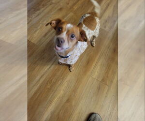 Brittany-German Wirehaired Pointer Mix Dogs for adoption in Rocky Mount, NC, USA