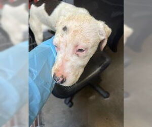 Labrador Retriever-Unknown Mix Dogs for adoption in Stockton, CA, USA