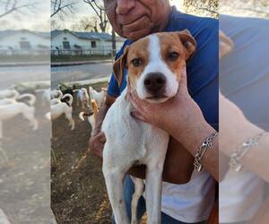 Rat Terrier-Unknown Mix Dogs for adoption in San Antonio, TX, USA