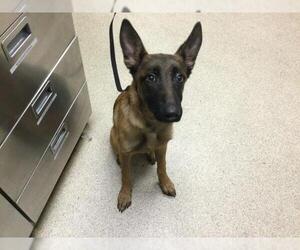 Mutt Dogs for adoption in Riverside, CA, USA