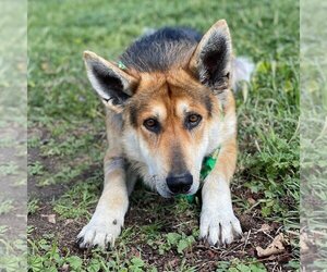German Shepherd Dog Dogs for adoption in San Diego, CA, USA