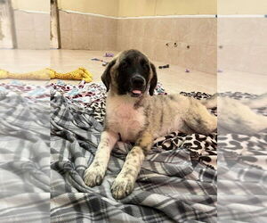 Anatolian Shepherd Dogs for adoption in Osgood, IN, USA