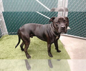 Mutt Dogs for adoption in Downey, CA, USA