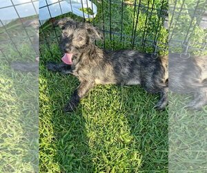 Schweenie Dogs for adoption in Gulfport, MI, USA
