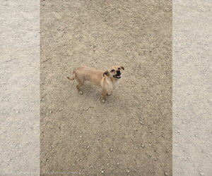 Dachshund-Unknown Mix Dogs for adoption in Maquoketa, IA, USA