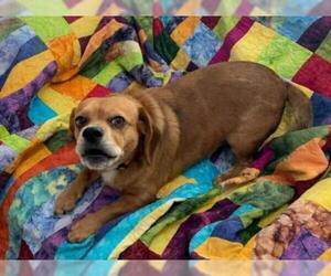 Puggle Dogs for adoption in Iroquois, IL, USA