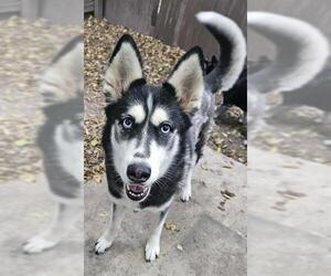 - Mix Dogs for adoption in San Antonio, TX, USA