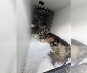 Siberian Husky-Unknown Mix Dogs for adoption in Houston, TX, USA