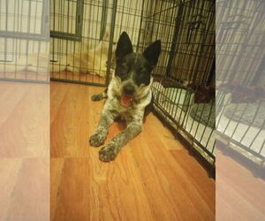 Mutt Dogs for adoption in Pacific grove , CA, USA