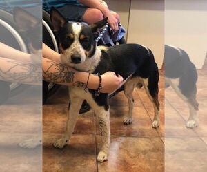 Mutt Dogs for adoption in Amarillo, TX, USA
