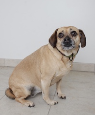 Puggle Dogs for adoption in Eden Prairie, MN, USA
