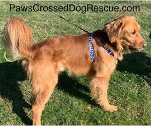 Golden Retriever Dogs for adoption in Hedgesville, WV, USA