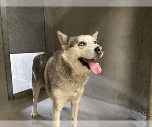 Siberian Husky Dogs for adoption in San Bernardino, CA, USA