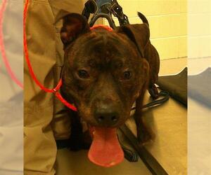 American Pit Bull Terrier Dogs for adoption in Sanford, FL, USA