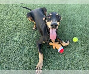 Doberman Pinscher Dogs for adoption in Corona, CA, USA