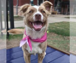 Australian Shepherd-Unknown Mix Dogs for adoption in San Antonio, TX, USA