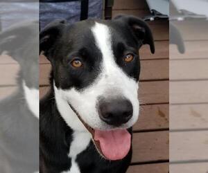 Borador Dogs for adoption in Winter Park, CO, USA