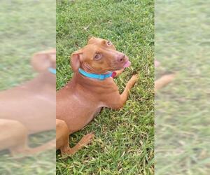 Unknown-Vizsla Mix Dogs for adoption in Naples, FL, USA