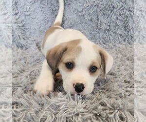 Mutt Dogs for adoption in Fargo, ND, USA