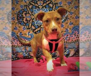Dorgi Dogs for adoption in Centerton, AR, USA