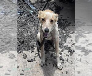 Mutt Dogs for adoption in San Antonio, TX, USA