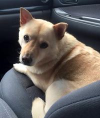 Pembroke Welsh Corgi-Unknown Mix Dogs for adoption in Stone Mountain, GA, USA