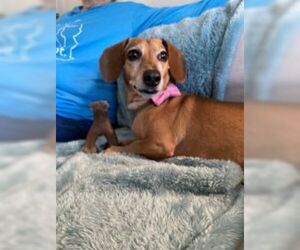 Dachshund Dogs for adoption in O'Fallon, MO, USA