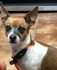 ShiChi Dogs for adoption in Amarillo, TX, USA