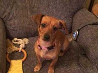 Chiweenie Dogs for adoption in Knoxville, TN, USA
