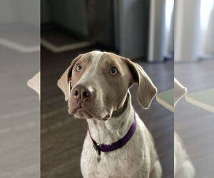 Labrador Retriever-Unknown Mix Dogs for adoption in Holly Springs, NC, USA