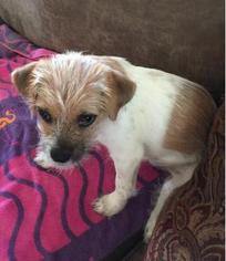 Medium Photo #1 Jack Russell Terrier-Unknown Mix Puppy For Sale in The Woodlands, TX, USA