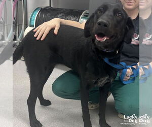 Labrador Retriever-Retriever Mix Dogs for adoption in Washington, DC, USA