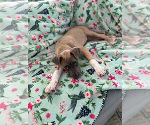 Mutt Dogs for adoption in Mount Pleasant, SC, USA