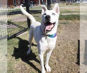 Huskies -Unknown Mix Dogs for adoption in San Antonio, TX, USA