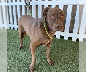 Labrador Retriever-Unknown Mix Dogs for adoption in Modesto, CA, USA