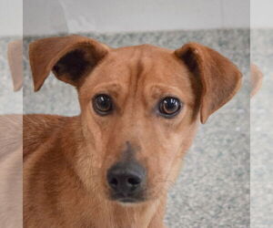 Medium Photo #4 Italian Greyhound-Unknown Mix Puppy For Sale in Huntley, IL, USA