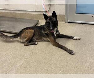 Mutt Dogs for adoption in Grand Prairie, TX, USA