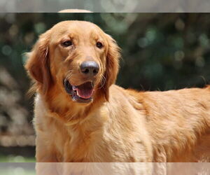Golden Retriever Dogs for adoption in Glendale , AZ, USA