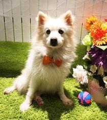 American Eskimo Dog Dogs for adoption in Bellevue, WA, USA