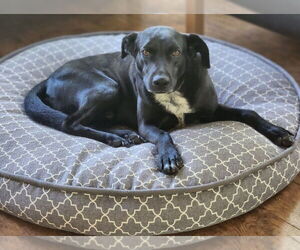 Labrador Retriever-Unknown Mix Dogs for adoption in oakland, FL, USA
