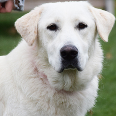 Great Pyrenees Dogs for adoption in Huntley, IL, USA